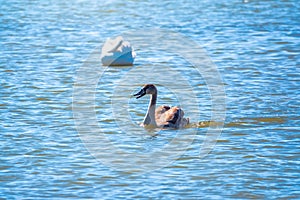 A young brown coloured white swan swims on the water. Portrait of a young gray swan swimming on a lake