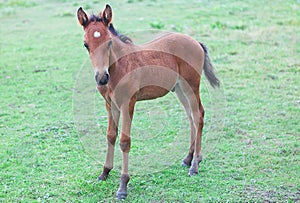 Young brown colt