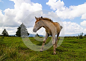 A Brown Colt in a Meadow