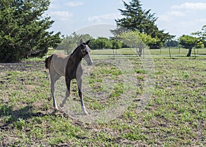 Young brown colt running through pasture