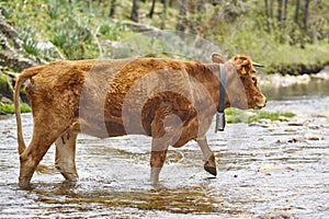 Young brown cow crossing a creek. Cattle, livestock, farmland