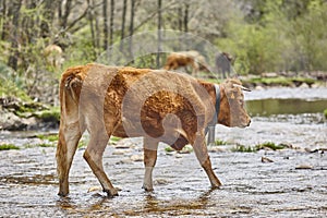 Young brown cow crossing a creek. Cattle, livestock, farmland