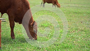 Young brown Cow graze on the field in sunny summer day near the farm. Focus shift from it to anothe cow behind