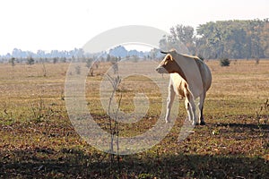 Young brown cow in morning in field on farm