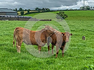 Young Brown cows in lush green field