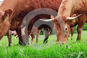 Young brown cows  in movement