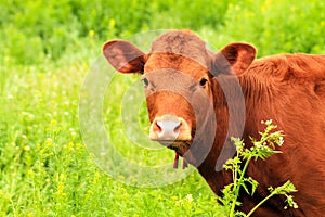Young brown dairy cow, heifer is grazed on a farm among a green grass in the summer. Big cow in pasture in spring. Cow
