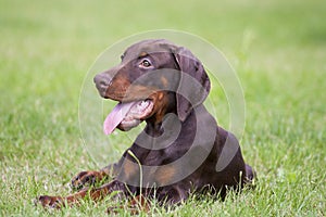 Young brown doberman puppy