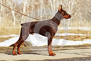 Young brown dog Doberman Pinscher