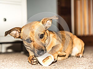 Young brown dog eating bone in the house - hungry rescue dog