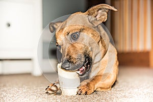 Young brown dog eating bone in the house - hungry rescue dog - pet from shelter