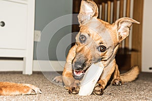 Young brown dog eating bone in the house - hungry rescue dog - pet from shelter