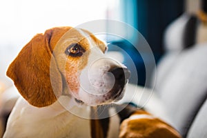 Young brown dog sleeping on a sofa - cute pet photography.