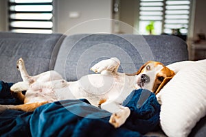 Young brown dog sleeping on a sofa - cute pet photography.