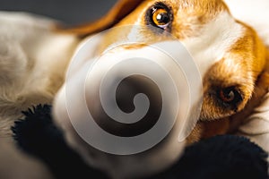 Young brown dog sleeping on a sofa - cute pet photography.