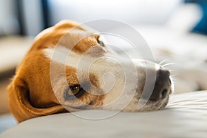 Young brown dog sleeping on a sofa - cute pet photography.