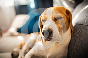 Young brown dog sleeping on a sofa - cute pet photography.