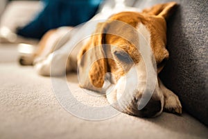 Young brown dog sleeping on a sofa - cute pet photography.