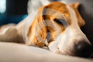 Young brown dog sleeping on a sofa - cute pet photography.