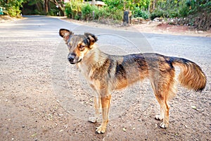 A young brown dog stands on the road