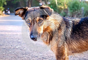 A young brown dog stands on the road. Close-up portrait of a dog