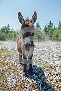 Young brown donkey standing on barren pastureground