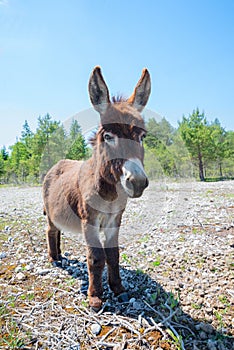 Young brown donkey standing on barren stony pastureground