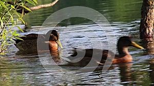 Young brown duck cleaning feathers summer pond