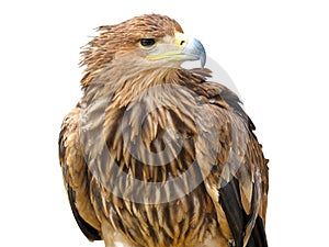 Young brown eagle