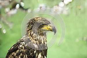Young brown eagle