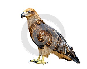 Young brown eagle isolated over white