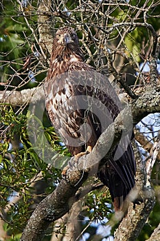 Young brown eagle perched on a tree branch