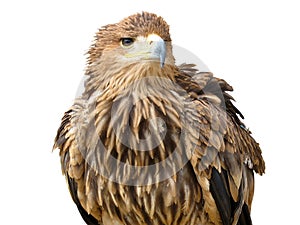 Young brown eagle sitting on a support