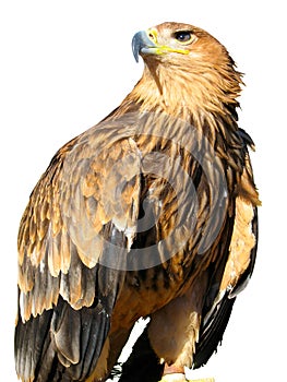 Young brown eagle sitting on a support
