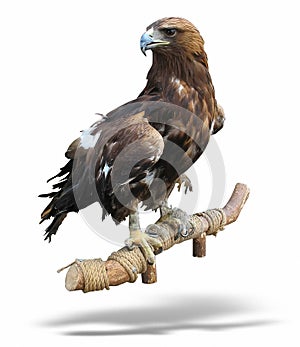 Young brown eagle sitting on a support