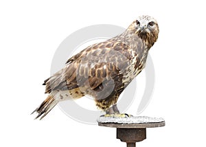 Young brown eagle sitting on a support