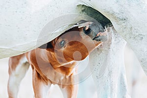 a young brown foal is drinking milk at the mother's udder