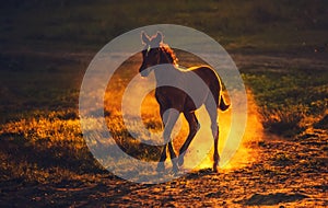 young brown foal running on the field, raising the dust