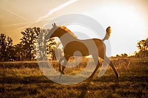 Young brown foal running on pasture with tail up while dawn