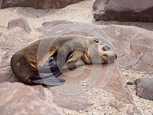Young brown fur seal sleaping on the rock
