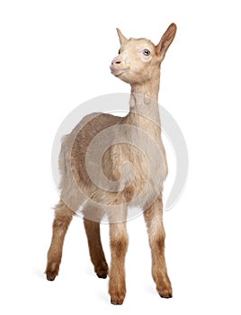 Young brown Goat (2 months old)