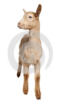 Young brown Goat (2 months old)