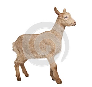 Young brown Goat (2 months old)