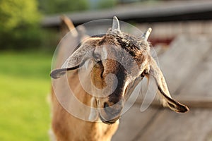 Young brown goat kid looking into camera, detail on head.