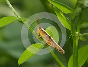 Young brown grasshopper on a green leaf