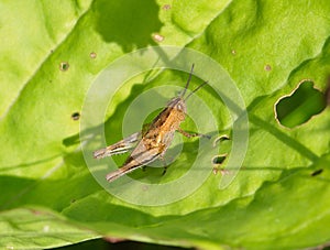 Young brown grasshopper on a green leaf