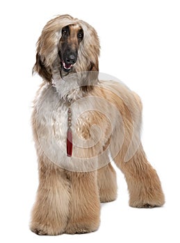 Young Brown Grommed Afghan Hound (1 years)