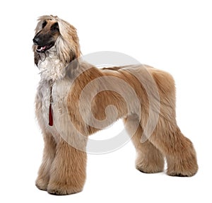 Young Brown Grommed Afghan Hound (1 years)