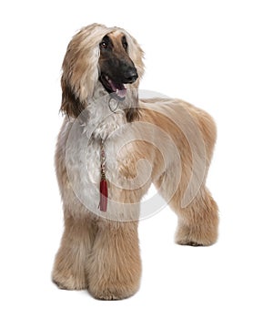 Young Brown Grommed Afghan Hound (1 years)