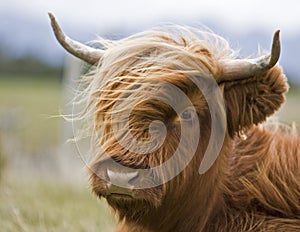 Young brown highland cattle